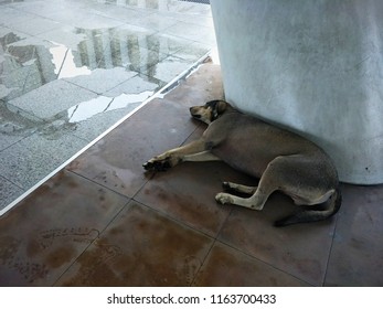 Dog Sleeping, Cute Dog, Animal Pet Lovely, "Dog Trust of Friend on The World...," - Shutterstock ID 1163700433