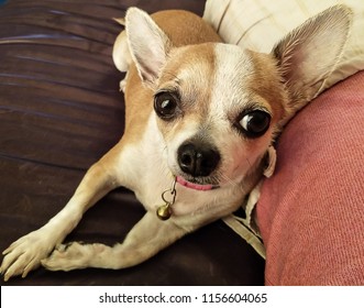 Dog Is Sleeping With Looking Something On Sofa Bed  