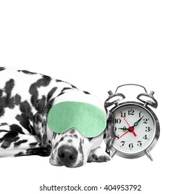 Dog sleeping next to an alarm clock to not oversleep