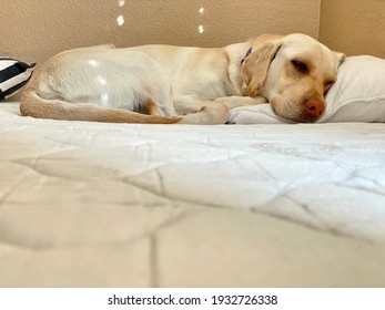 Dog Sleeping On A Bare Mattress At Home, With Copy Space.