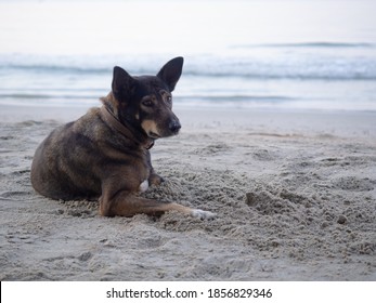 Dog Sleeping On The Beach. (with Free Space For Text)