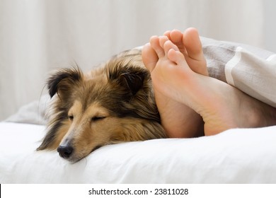 Dog Sleeping On The Bed By Owners Feet