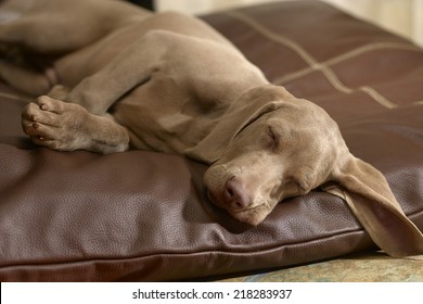 Dog Sleeping On Bed At Home 