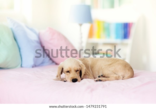 Dog Sleeping On Bed Little Girl Stock Image Download Now