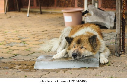 A Dog Sleeping On Big Ice Cube In Summer Season