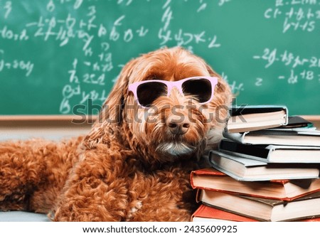 Dog sleeping on books in front of defocused chalk board in school  Smart dog wearing glasses. Student exhausted or overwhelmed from studying for exam or math. Female Labradoodle. Selective focus.