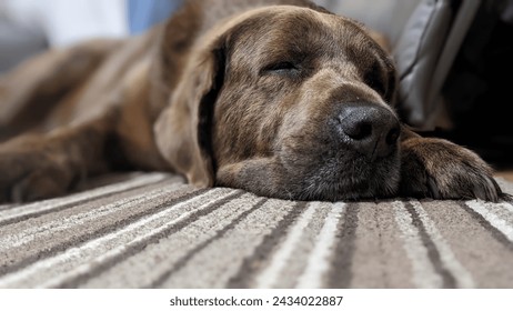 A dog sleeping on a carpet