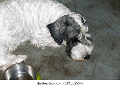 A Dog Sleeping On The Dirty Floor Near An Empty Food Bowl