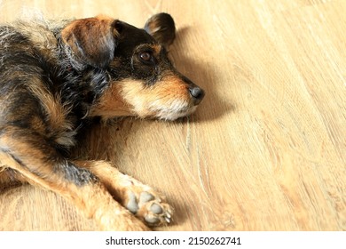 Dog Sleeping On The Floor At Home No People Stock Photo 