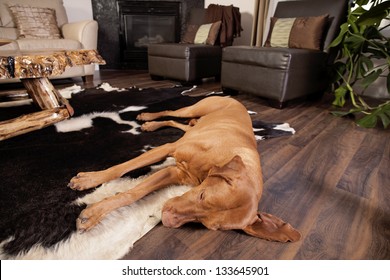 Dog Sleeping On The Floor Of The Living Room