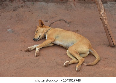 328 Sleeping dog on earth Images, Stock Photos & Vectors | Shutterstock