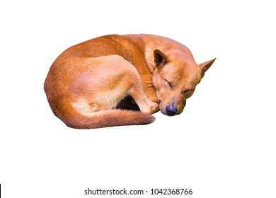 A Dog Sleeping On Isolated White Background. With Clipping Path