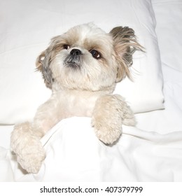 Dog Sleeping On A Pillow In Bed Under The Covers