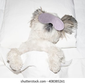 dog sleeping on a pillow in bed under the covers