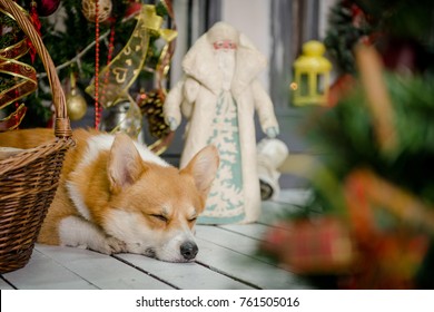 A Dog Sleeping On A Porch Under A Chrismtas Tree