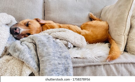 Schlafen auf Sofa-Couch mit Decken