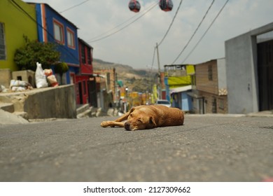 Dog Sleeping On A Street In Bogota, Columbia