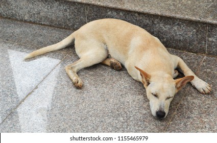 Dog Sleeping On Street / Lonely Dog Homeless Sleep On Floor At The Stree / Animal Be Sad Dog