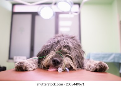Dog Sleeping On A Veterinary Table.  Furry Dog Under Anesthetic 