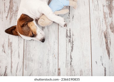 Dog sleeping on the warm wooden floor of the house. Small puppy is resting in an embrace with a toy, top view
