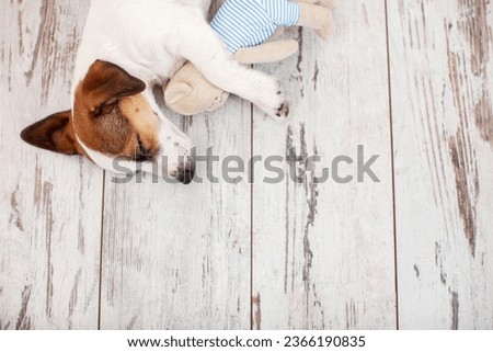 Dog sleeping on the warm wooden floor of the house. Small puppy is resting in an embrace with a toy, top view