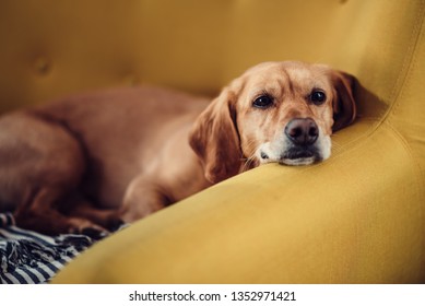 Dog sleeping on the yellow sofa