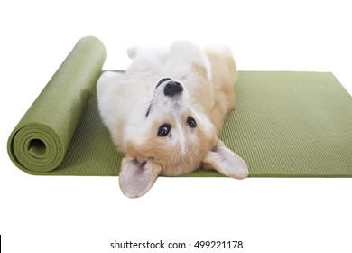 Dog Sleeping On A Yoga Mat, Isolated On White Background