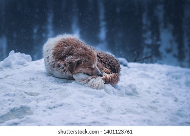 A Dog Sleeping In Snow While It Snows In The Himalayas, Adapting The Cold Conditions Outside.