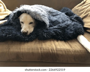 Dog sleeping snuggle warm blanket nap