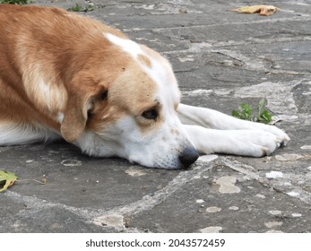 Dog Sleeping Top View On The Yard Rocky Surface