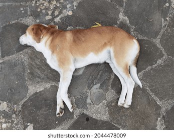 Dog Sleeping Top View On The Yard Rocky Surface