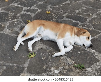 Dog Sleeping Top View On The Yard Rocky Surface