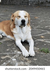 Dog Sleeping Top View On The Yard Rocky Surface