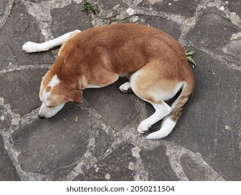 Dog Sleeping Top View On The Yard Rocky Surface