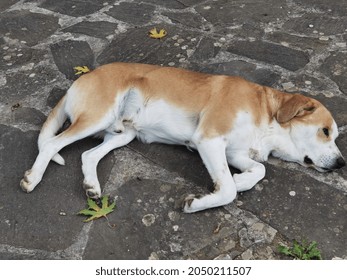 Dog Sleeping Top View On The Yard Rocky Surface