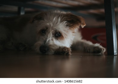 Dog Sleeping Under The Bed