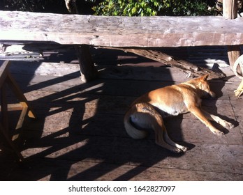 dog sleeping under the sun by sony A7II