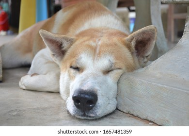 The Dog Is Sleeping Under The Table. It Is So Lovely.