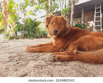 The dog is sleeping under the tree.
