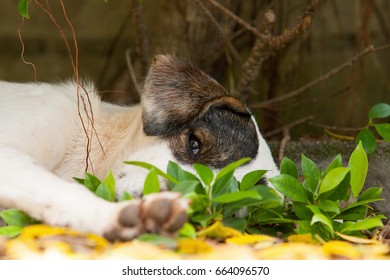 Dog sleeping under the tree.