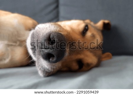 Dog sleeps in funny position. Close-up. Selective focus on animal's nose. Young mongrel is napping on bed in room. Cute doggy ​​muzzle. Defocused background. Sleeping animal. Сток-фото © 