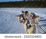 Dog slegde in Lapland in Sweden, wilderness, wild life, running, sport, funny, happy dogs, ice hotel, tours, travel agency, fur, slide, snow, scandinavian way of life, activity, friendly, speed,  