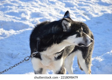 Dog Sleigh In Northern Norway