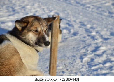 Dog Sleigh In Northern Norway