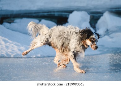 dog slides on ice in winter - Shutterstock ID 2139993565