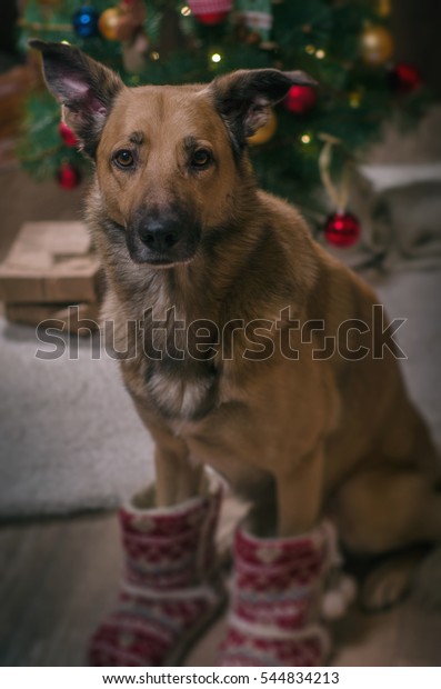 dog in slippers