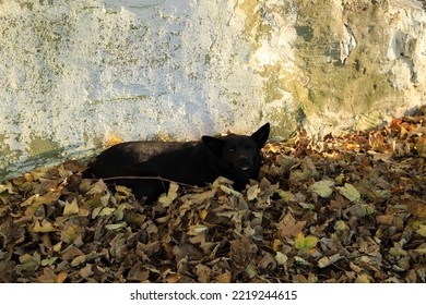 A Dog Slipping On The Ground Among Autumn Leaves