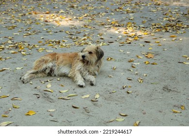 A Dog Slipping On The Ground Among Autumn Leaves