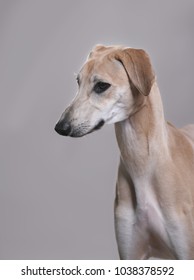 Dog Sloughi , Arabian Greyhound