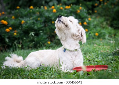 Dog Smelling The Air